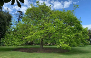 A stunning Ulmus 'Golden' Elm Tree (Field Dug Large) stands at the heart of a green field beneath a blue sky dotted with white clouds.