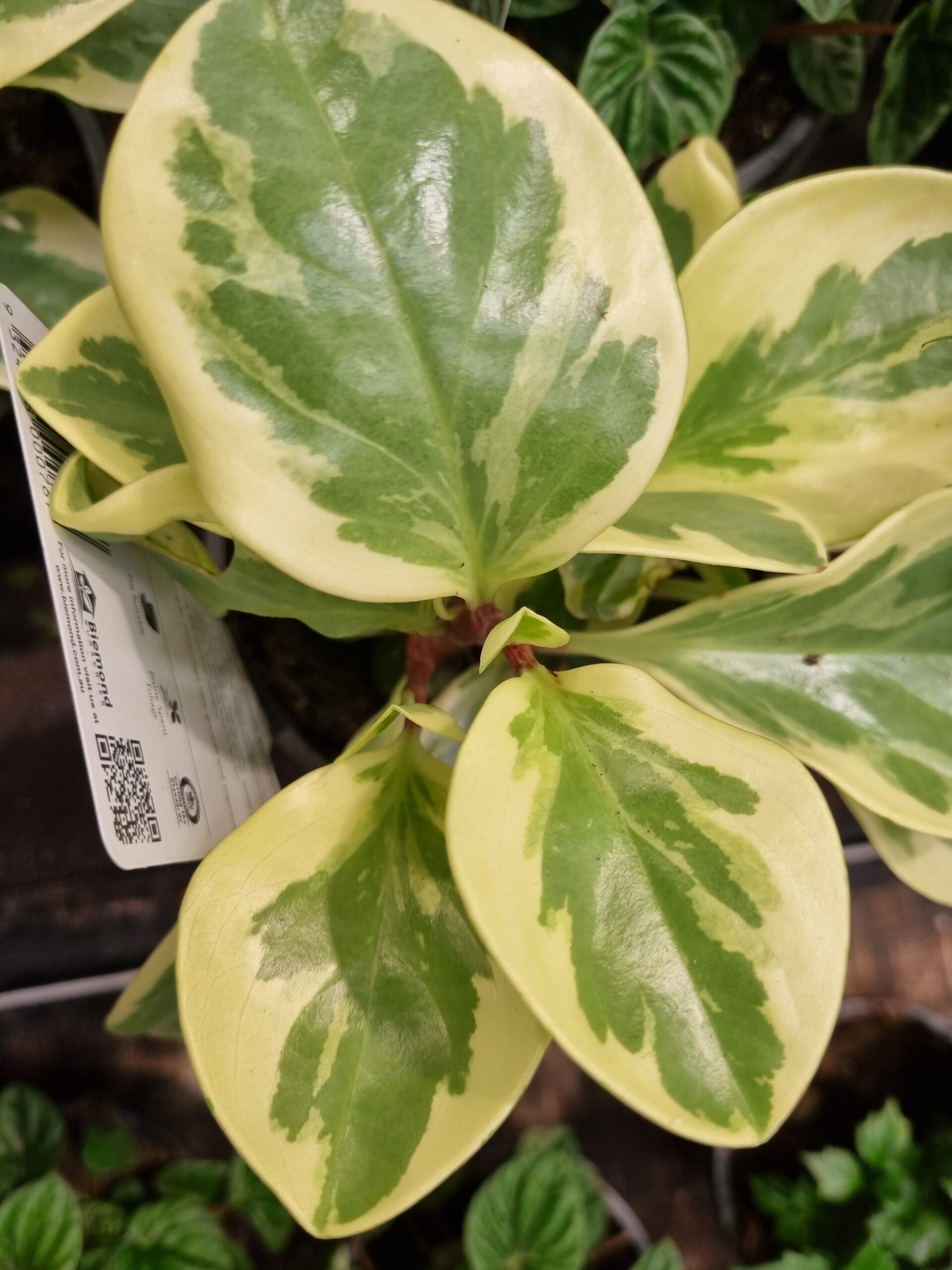 Peperomia 'Baby Rubber Plant' Variegated 3" Pot