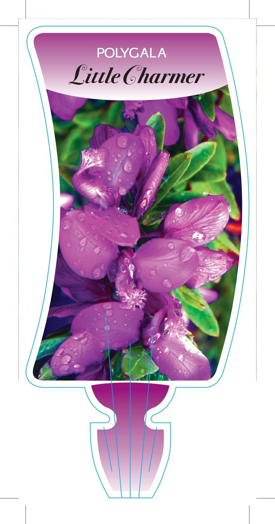 Polygala 'Little Charmer' 6" Pot