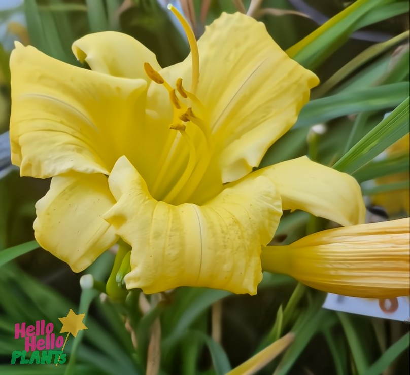 A bright yellow Hemerocallis 'Stella Bella' Daylily in a 6" pot with partially open petals set against a lush green background.