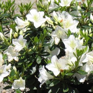 The Azalea 'White Lace' in an 8" pot showcases delicate white blooms that contrast beautifully with its lush green leaves, enhancing any garden setting.