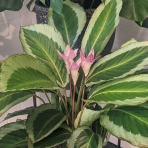A Calathea 'Bicajoux Pink' 8" Pot displays its green and white leaves, with two stunning pink flowers blooming from the center.