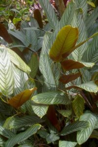 Ctenanthe setosa 5" Pot