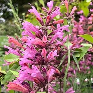 Close-up of the vibrant Agastache 'Sweet Lili' flowering plant in a 6" pot, featuring purple and pink blossoms among lush green leaves, beautifully displayed in an outdoor garden setting.