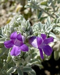A close-up of two vibrant purple Eremophila flowers on a leafy plant with silvery green leaves, set against a blurred natural background, reminiscent of the tones found in Eremophila 'Beryl's Blue' 6" Pot.