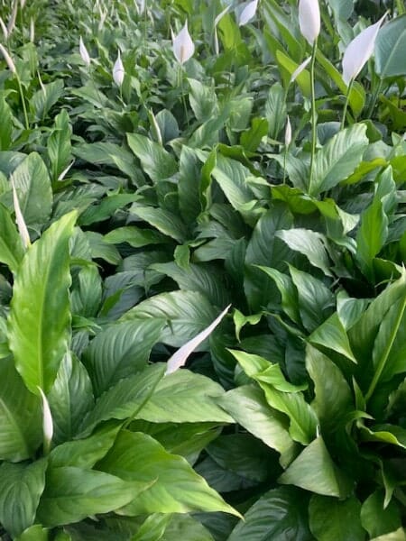Spathiphyllum 'Sweet Chico' Peace Lily 8" Pot