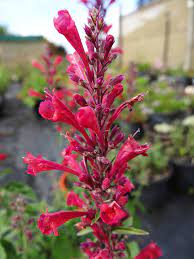 Close-up of vibrant pink Agastache 'Raspberry' blooms and green leaves in a 6" pot, set against a blurred garden background with subtle raspberry hints.