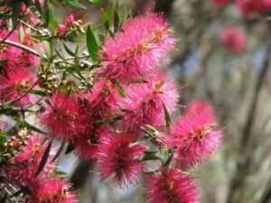 Close-up of the Callistemon 'Eureka™' Bottlebrush 6" Pot, featuring vibrant pink cylindrical flowers and slender green leaves.