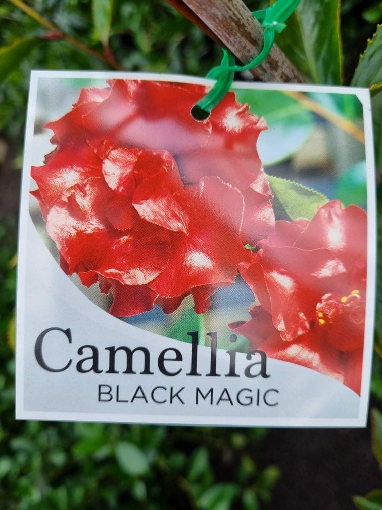 Camellia japonica 'Black Magic' 8" Pot