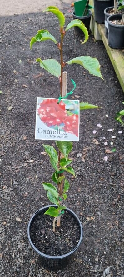Camellia japonica 'Black Magic' 8" Pot