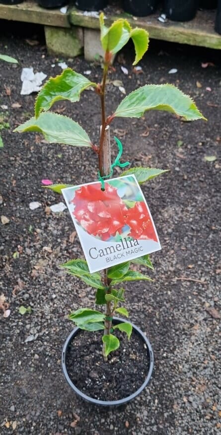 Camellia japonica 'Black Magic' 8" Pot