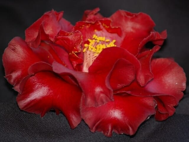 Camellia japonica 'Black Magic' 8" Pot