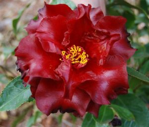 Close-up of a red Camellia japonica 'Black Magic' flower with ruffled petals and yellow stamens, surrounded by lush green leaves, thriving beautifully in an 8" pot.