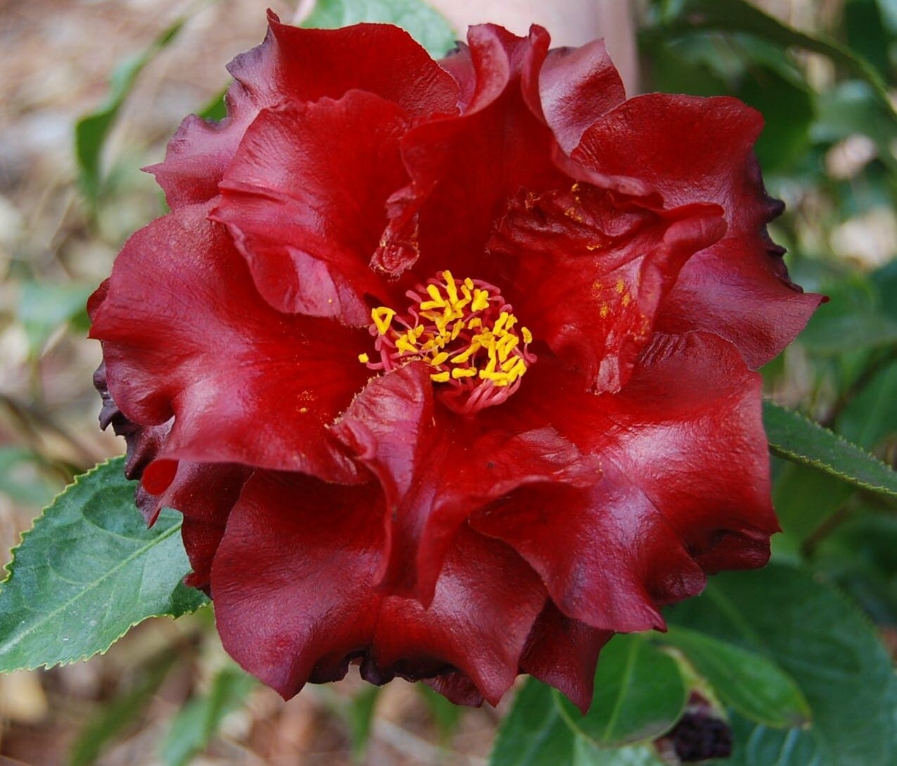 Close-up of a red Camellia japonica 'Black Magic' flower with ruffled petals and yellow stamens, surrounded by lush green leaves, thriving beautifully in an 8" pot.