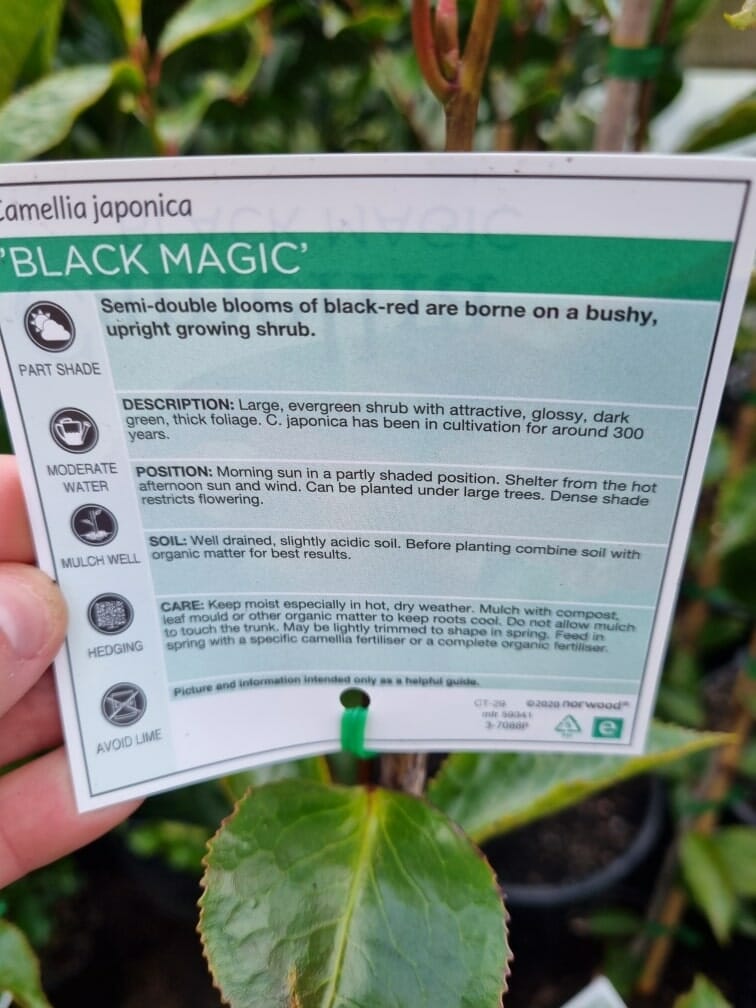 Camellia japonica 'Black Magic' 8" Pot