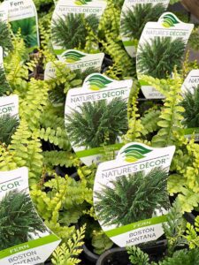 Nature's Décor features the lush Nephrolepis 'Boston Montana Fern' in 4" pots, with vibrant green foliage adding a lively touch to the garden center.