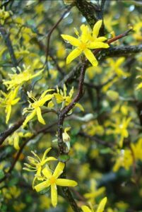 Close-up of Corokia 'Wire Netting Bush' in an 8" pot, showing its thin branches, star-shaped yellow flowers, and green leaves with water droplets.