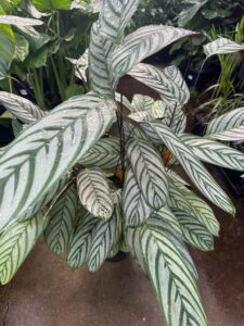 The Ctenanthe setosa 10" Pot features long oval leaves with striking dark and light green stripes, and vibrant foliage that appears freshly misted.