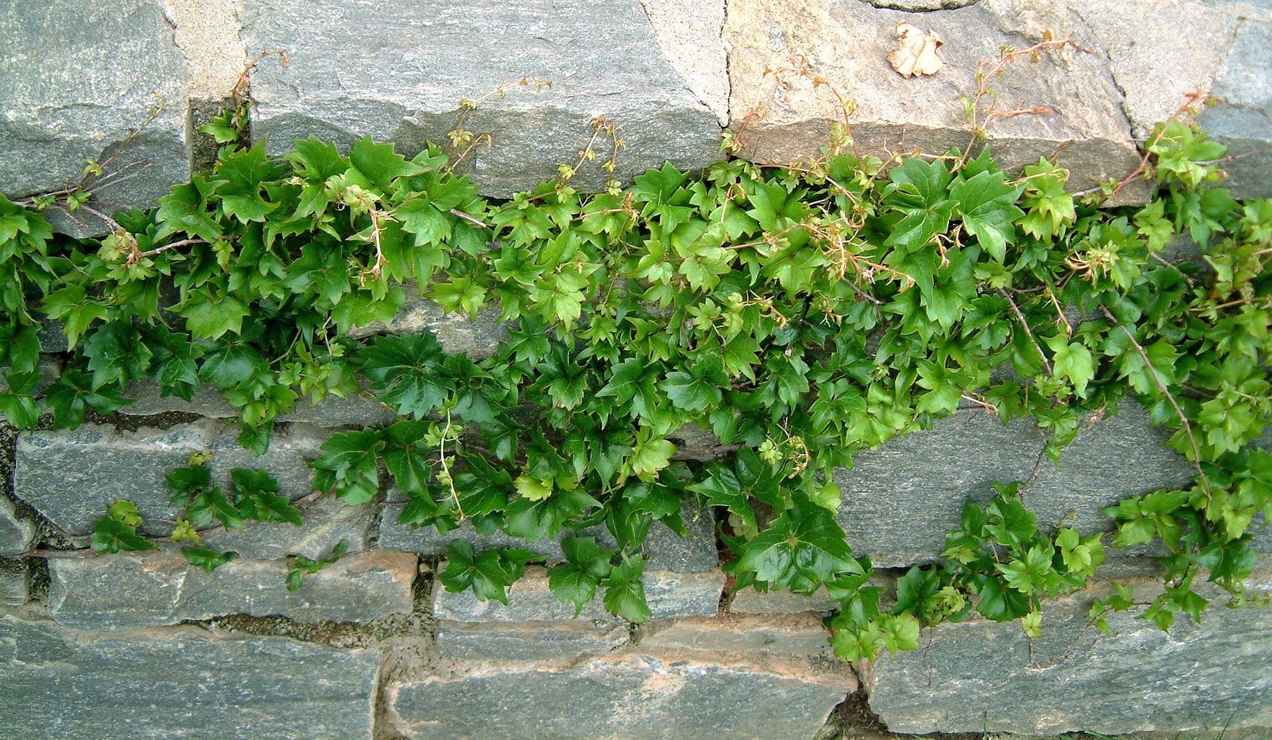 Parthenocissus 'Lowii' Boston Ivy
