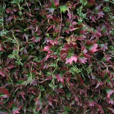 Parthenocissus 'Lowii' Boston Ivy