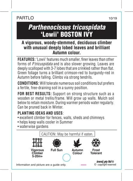 Parthenocissus 'Lowii' Boston Ivy