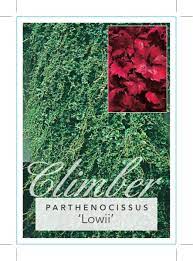 Parthenocissus 'Lowii' Boston Ivy