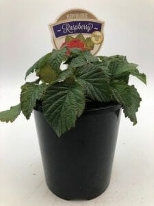 Rubus 'Tulameen' Raspberry 6" Pot