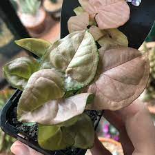 Synogium 'Red Heart'