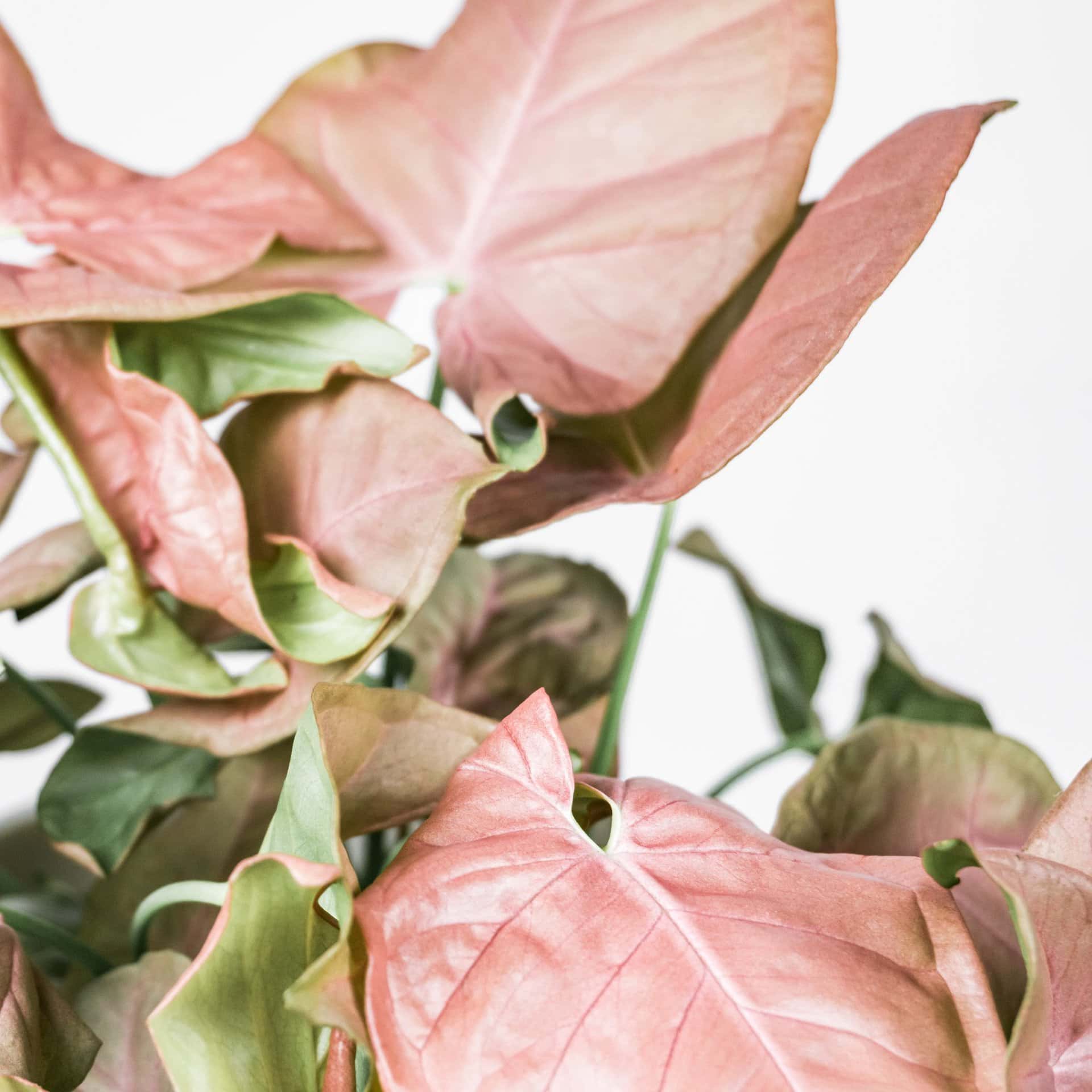 Synogium 'Red Heart'