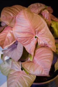Synogium 'Red Heart' in a 6" pot featuring large, pink, heart-shaped leaves with visible veins.