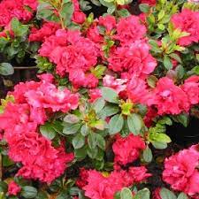 An 8" pot of Azalea 'Goyet' showcases vibrant bright pink blooms amidst lush green leaves.