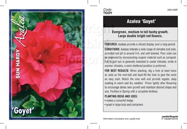 Azalea 'Goyet'