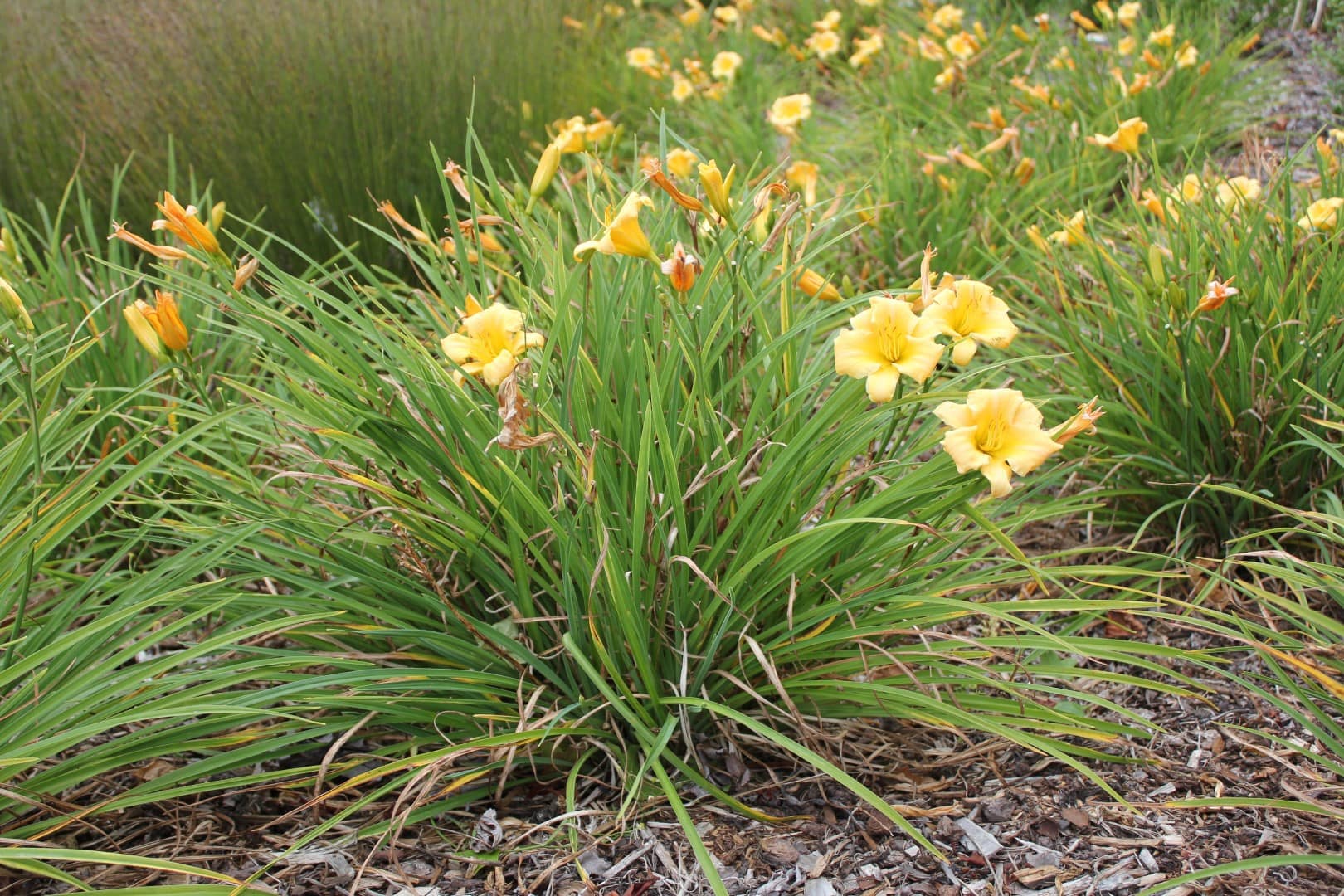 Hemerocallis 'Stella Bella' Daylily 6" Pot