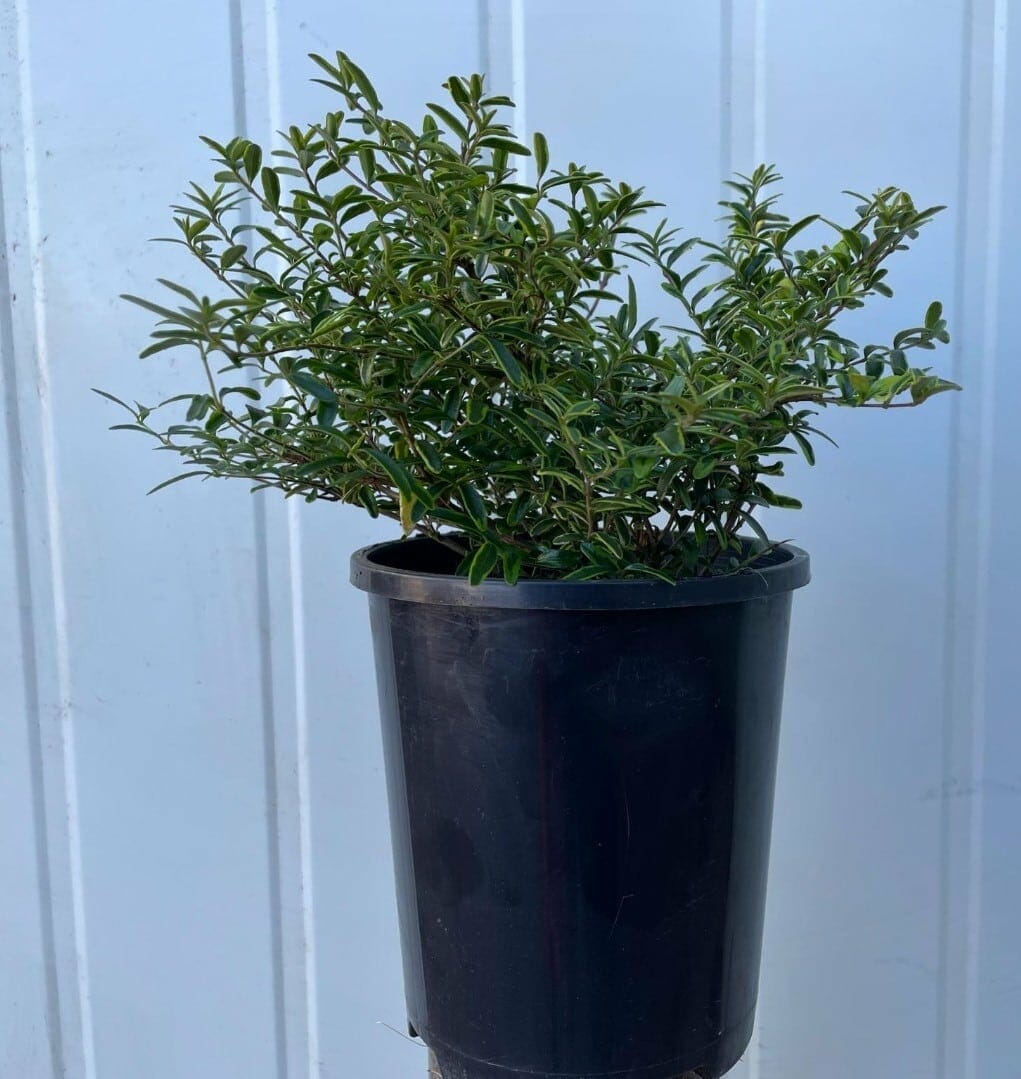 Lonicera 'Variegated' BoxOz 3" Pot