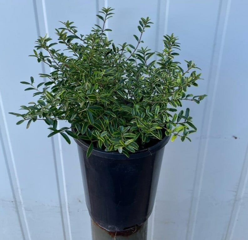 Lonicera 'Variegated' BoxOz 3" Pot