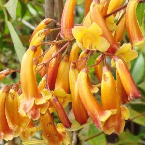 A close-up of the vibrant orange and yellow tubular flowers of Pandorea 'Wonga Gold Sunset' 6" Pot, hanging gracefully from branches against green foliage, makes a stunning garden display.