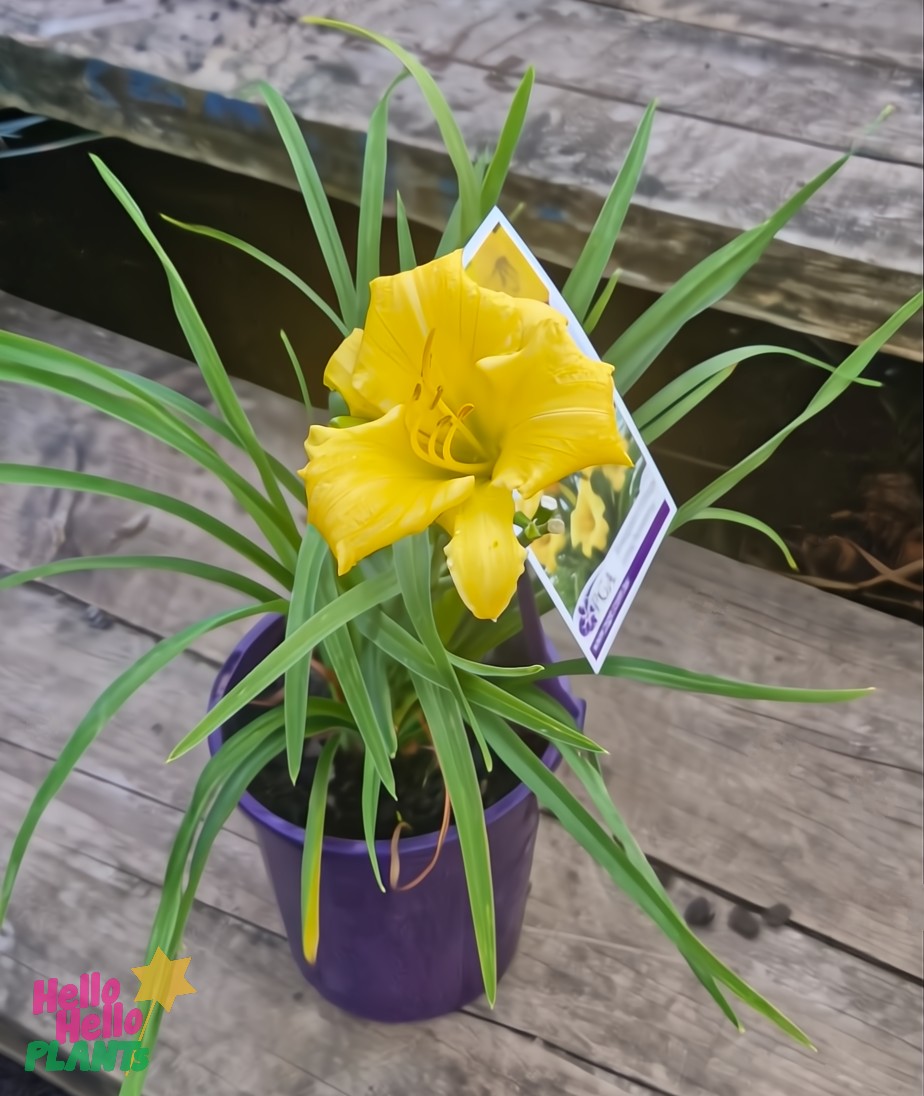 A vibrant yellow Hemerocallis 'Stella Bella' Daylily in a 6" purple pot stands gracefully with long, narrow green leaves on a wooden surface, featuring a label showcasing its striking bloom.