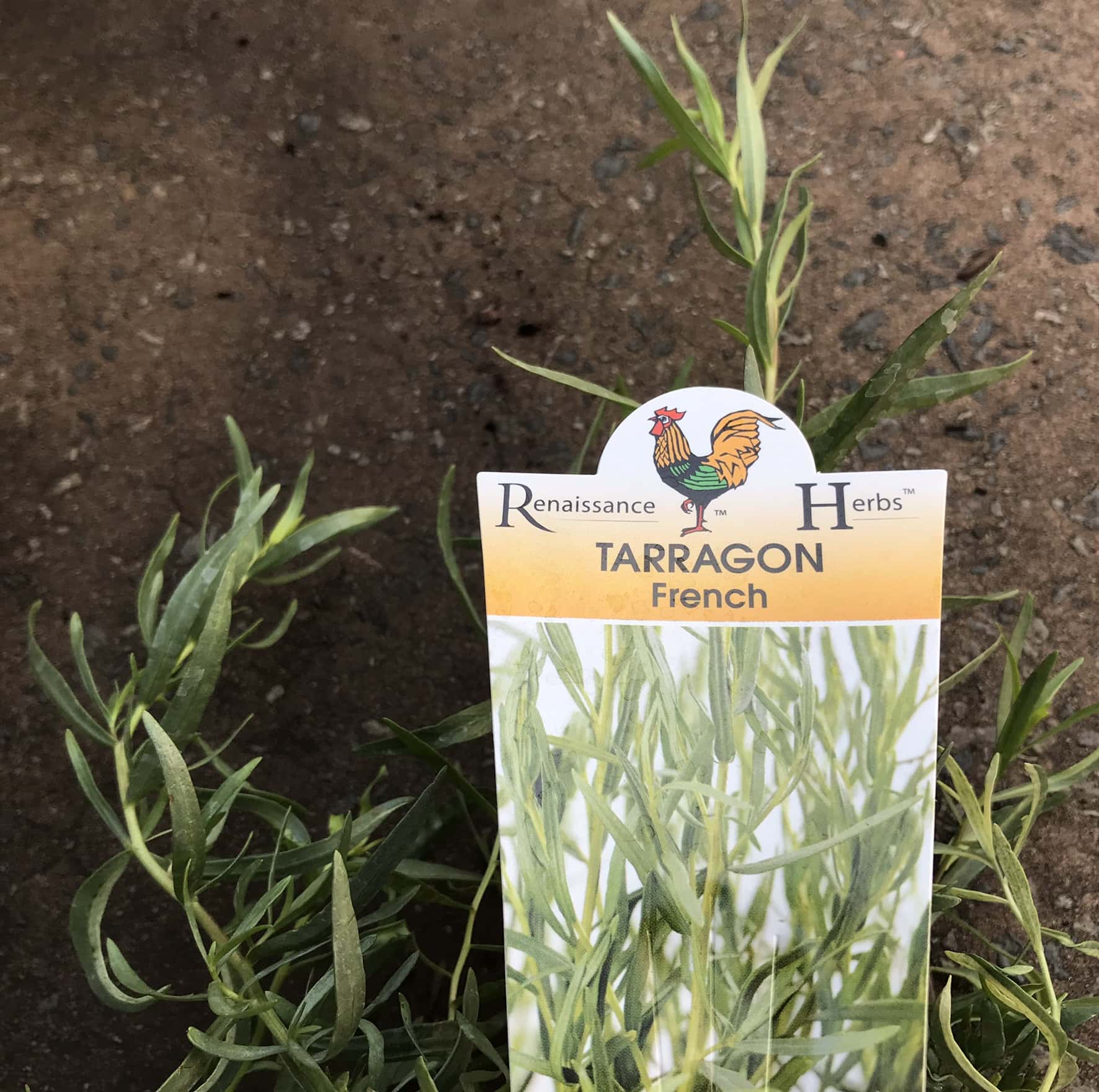 Artemisia 'French' Tarragon 4" Pot