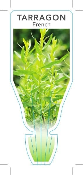 Artemisia 'French' Tarragon 4" Pot