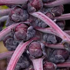 A close-up of Brassica 'Tasty Red' Brussels Sprouts in a 3" pot highlights their vibrant color and elongated stems, a delightful variety from the Brassica family.