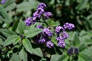 Heliotrope 'Lord Roberts' blooms with purple flowers and textured green leaves, thriving beautifully in a 6" pot.