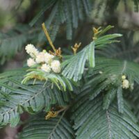 A close-up of delicate fern-like leaves and pale yellow, fluffy flowers of the Acacia 'Common Black Wattle' beautifully arranged in a 6" pot.