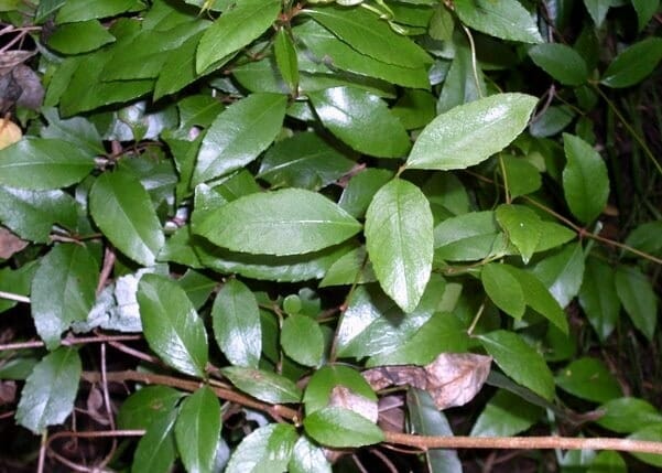 Aphanopetalum 'Gum Vine'