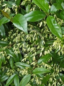A close-up of green leaves with small pale yellow flowers densely covering an Aphanopetalum 'Gum Vine' in a charming 6" pot.