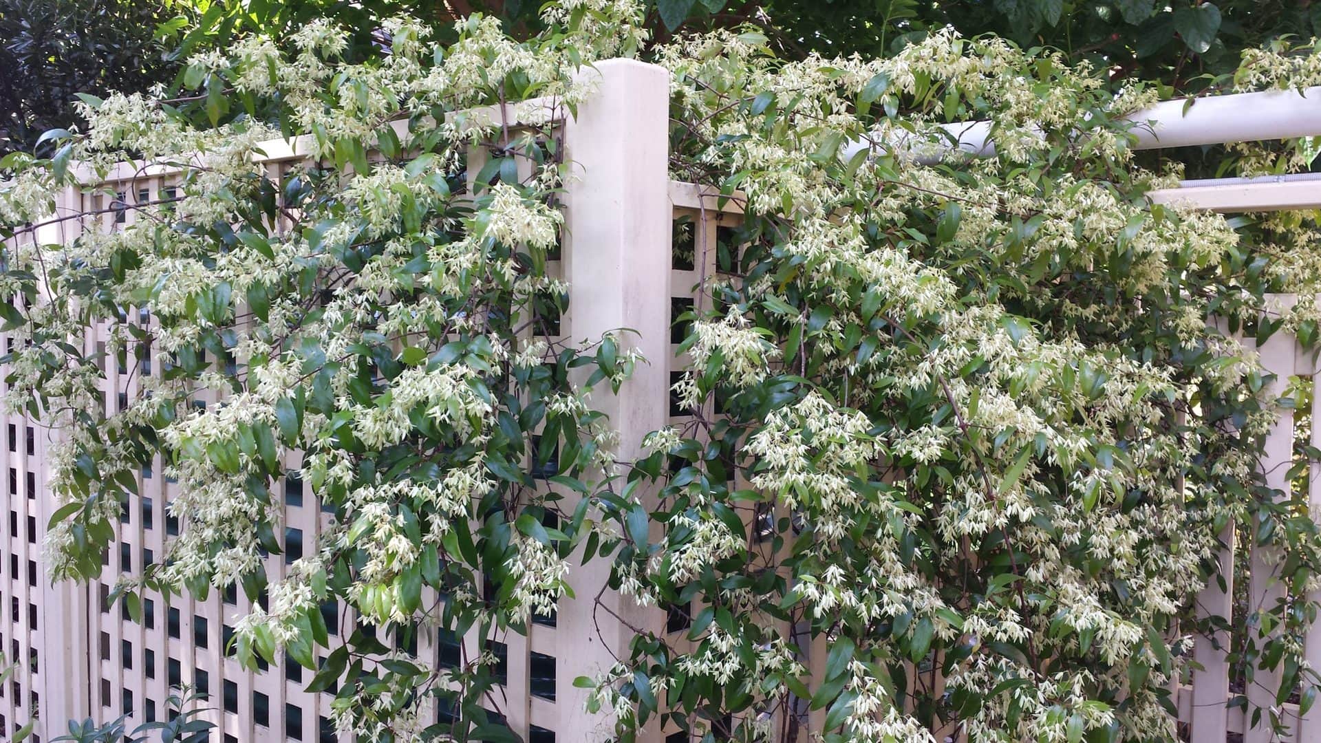 Aphanopetalum 'Gum Vine'