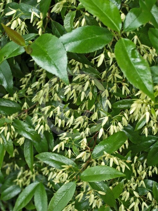 A close-up of green leaves with small pale yellow flowers densely covering an Aphanopetalum 'Gum Vine' in a charming 6" pot.