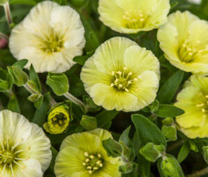 Close-up of Arenaria 'Summer Lemon' flowers, featuring light green round petals and central stamens, nestled among lush green leaves and buds in a charming 6" pot.