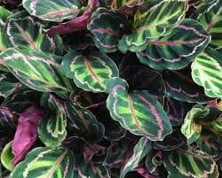 Close-up of Calathea illustris 'Rose Painted Calathea' leaves with green, pink, and purple patterns in an 8" pot.