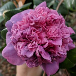 A Camellia japonica 'Dona Hertz' in a 6" pot showcases purple peony blooms with ruffled petals amidst lush green leaves.