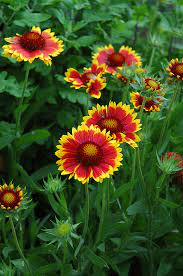 In a garden, vibrant red and yellow blooms of Gaillardia 'Goblin' (Blanket Flower) from a 4" pot flourish amidst lush green leaves.
